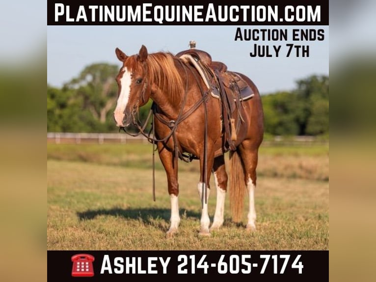 Quarter horse américain Hongre 14 Ans 147 cm Alezan brûlé in Weatherford TX