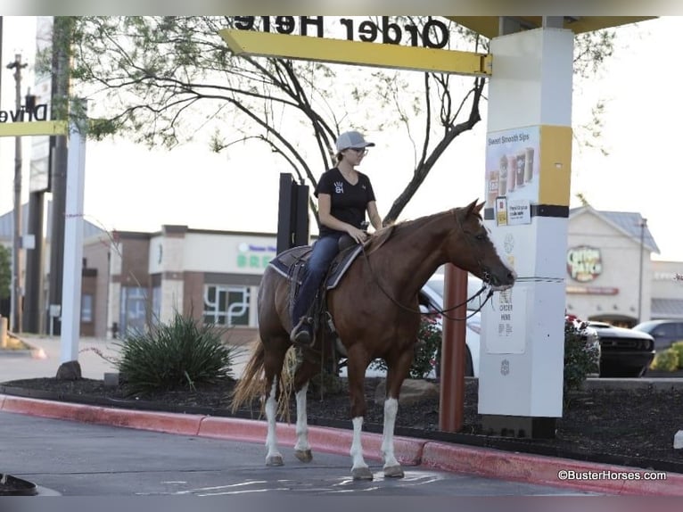 Quarter horse américain Hongre 14 Ans 147 cm Alezan brûlé in Weatherford TX