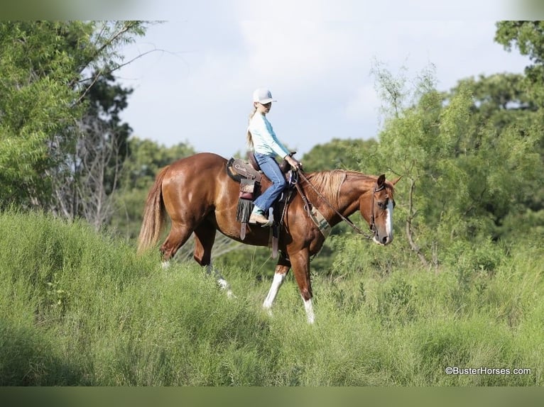 Quarter horse américain Hongre 14 Ans 147 cm Alezan brûlé in Weatherford TX