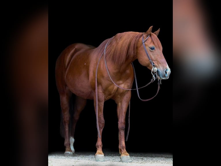 Quarter horse américain Hongre 14 Ans 147 cm Alezan cuivré in HARDINSBURG IN