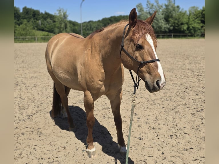 Quarter horse américain Hongre 14 Ans 147 cm Alezan dun in Modautal