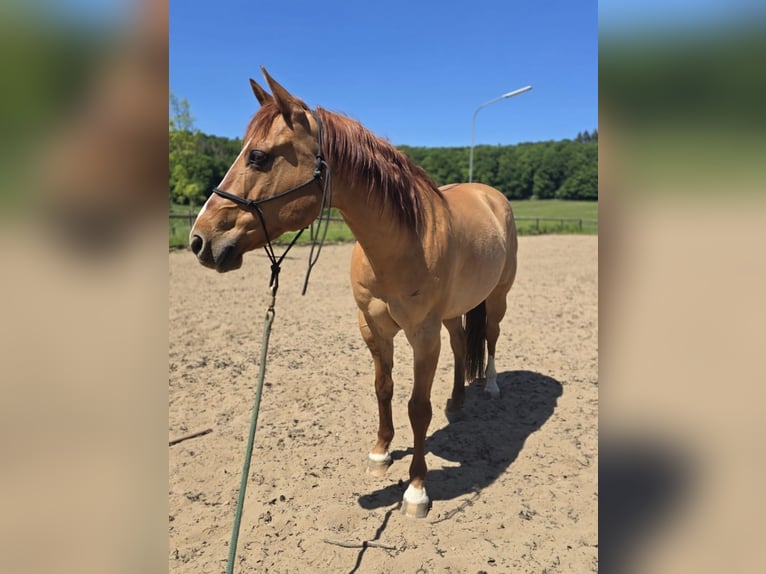 Quarter horse américain Hongre 14 Ans 147 cm Alezan dun in Modautal