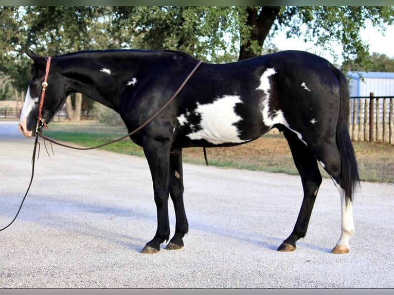 Quarter horse américain Hongre 14 Ans 147 cm Overo-toutes couleurs in Weatherford TX