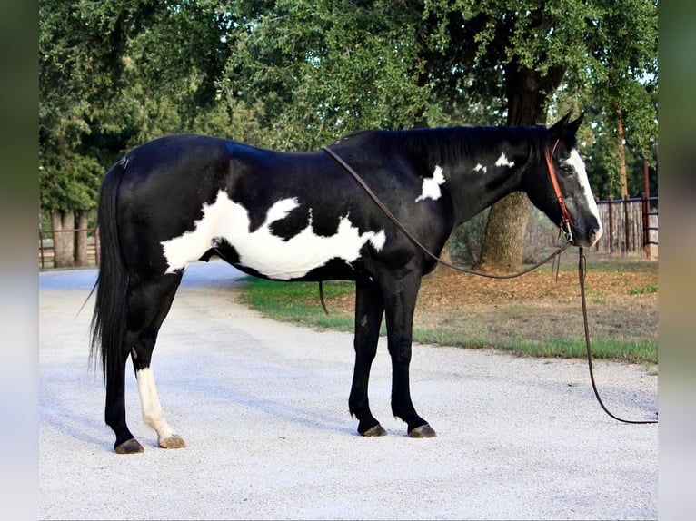 Quarter horse américain Hongre 14 Ans 147 cm Overo-toutes couleurs in Weatherford TX