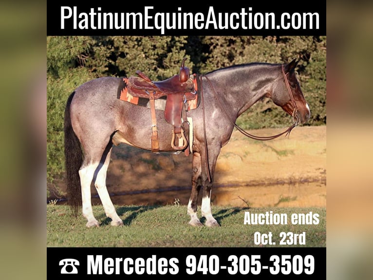 Quarter horse américain Hongre 14 Ans 147 cm Roan-Bay in Cleburne tx