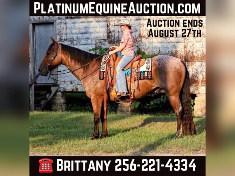 Quarter horse américain Hongre 14 Ans 147 cm Roan-Bay in Mt Hope Al