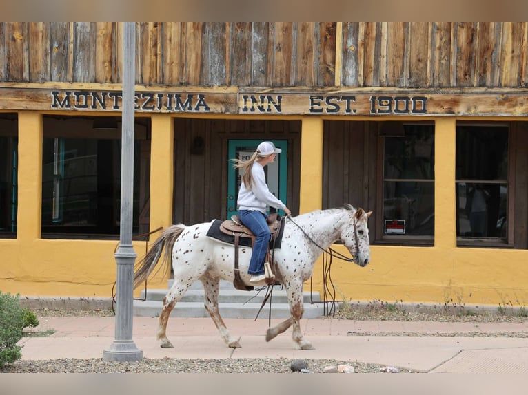 Quarter horse américain Hongre 14 Ans 147 cm Rouan Rouge in Cottonwood AZ