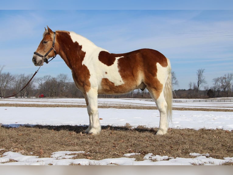 Quarter horse américain Hongre 14 Ans 147 cm Tobiano-toutes couleurs in Highland MI