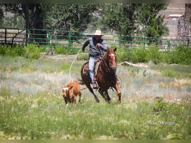 Quarter horse américain Hongre 14 Ans 150 cm Alezan cuivré in Cody, WY