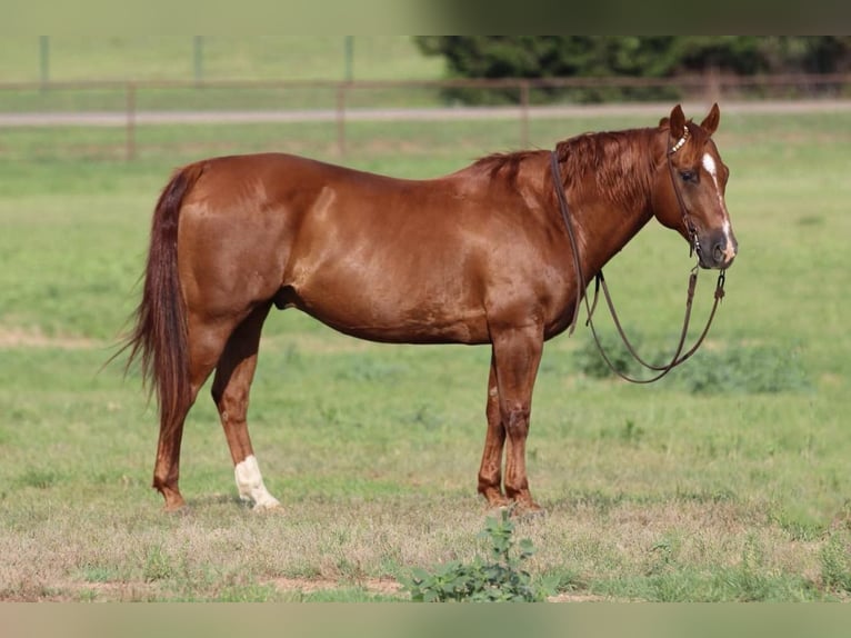 Quarter horse américain Hongre 14 Ans 150 cm Alezan cuivré in Joshua, TX