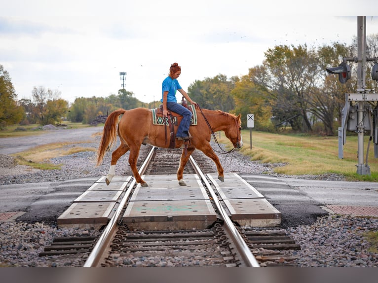 Quarter horse américain Hongre 14 Ans 150 cm Alezan dun in Forney