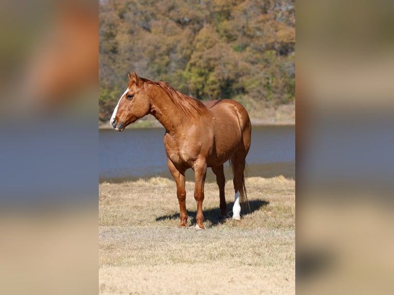 Quarter horse américain Hongre 14 Ans 150 cm Alezan dun in Forney
