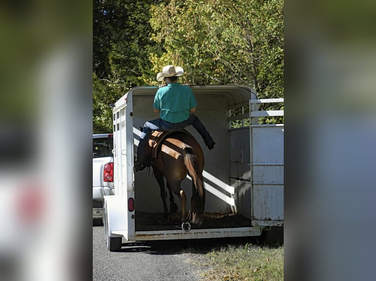 Quarter horse américain Hongre 14 Ans 150 cm Alezan dun in Quitman AR