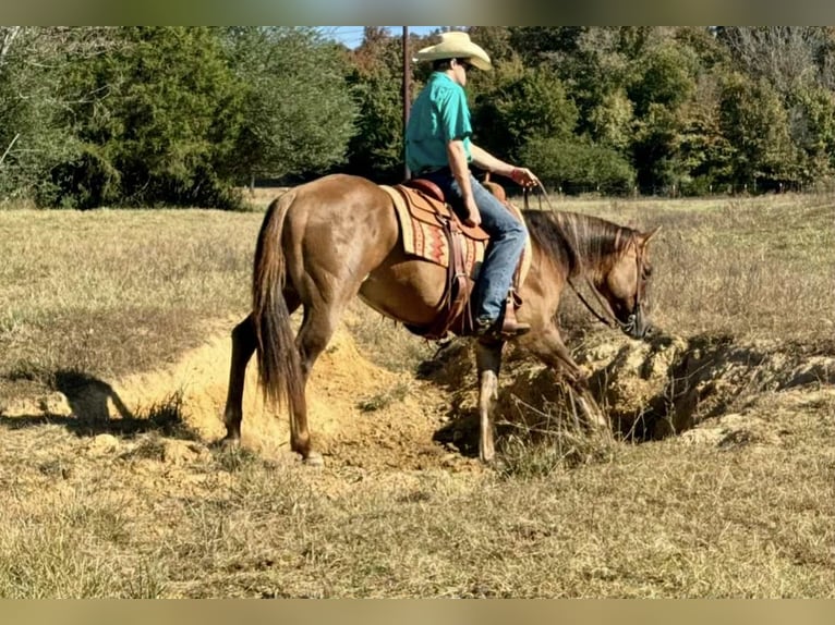 Quarter horse américain Hongre 14 Ans 150 cm Alezan dun in Quitman AR