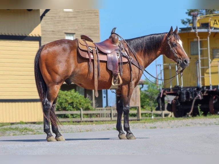 Quarter horse américain Hongre 14 Ans 150 cm Bai cerise in Clarion, PA