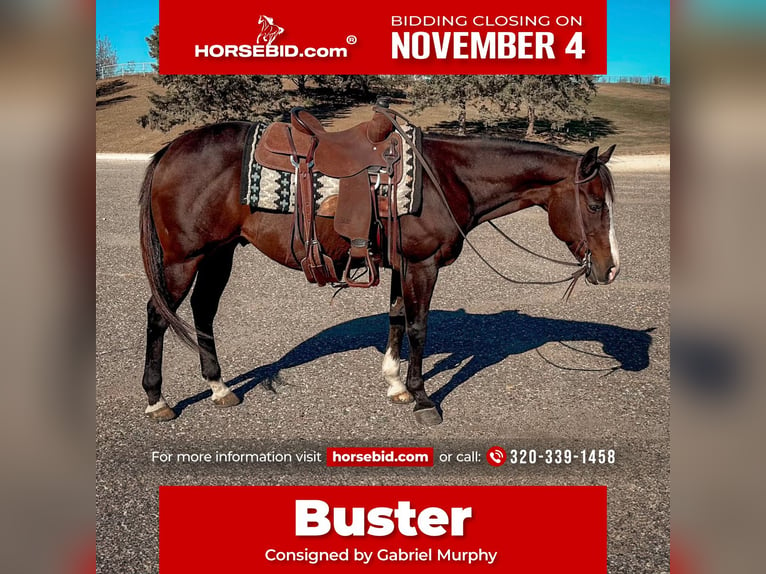 Quarter horse américain Hongre 14 Ans 150 cm Bai cerise in Cannon Falls