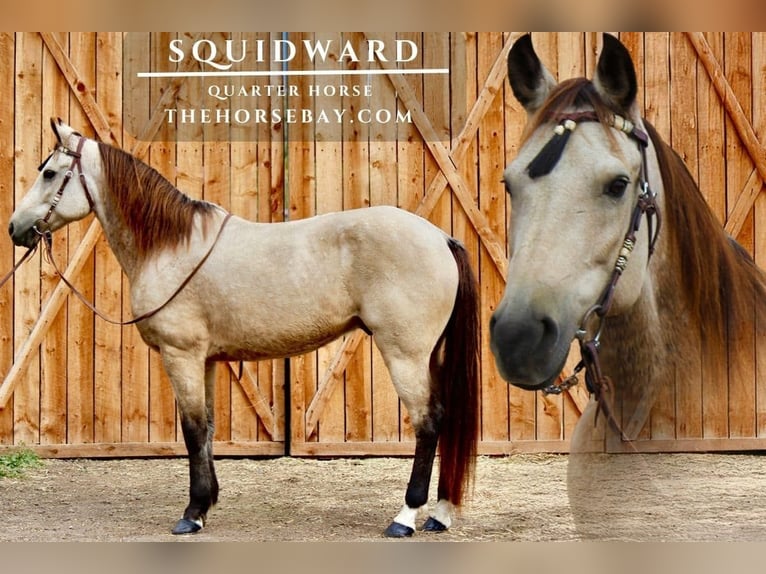 Quarter horse américain Hongre 14 Ans 150 cm Buckskin in Fort Collins, CO