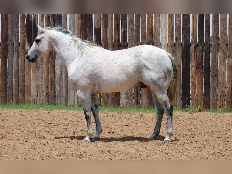 Quarter horse américain Hongre 14 Ans 150 cm Gris pommelé in Morgan Mill TX