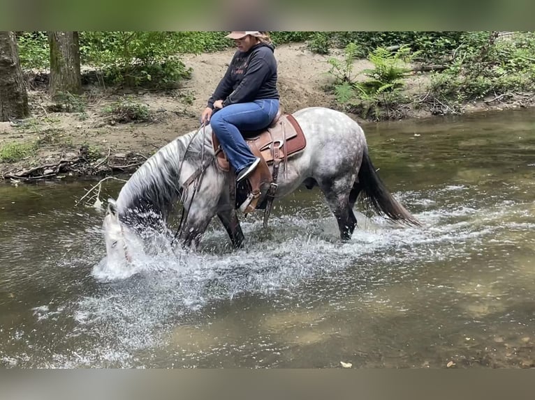 Quarter horse américain Hongre 14 Ans 150 cm Gris in Paicines CA