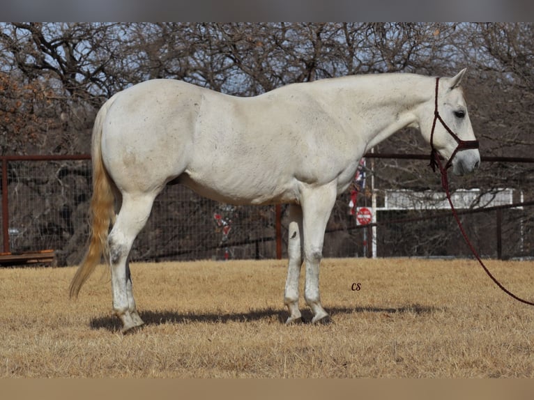 Quarter horse américain Hongre 14 Ans 150 cm Gris in Jacksboro, TX