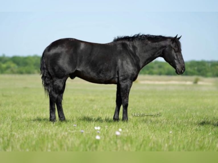 Quarter horse américain Hongre 14 Ans 150 cm Noir in waco TX