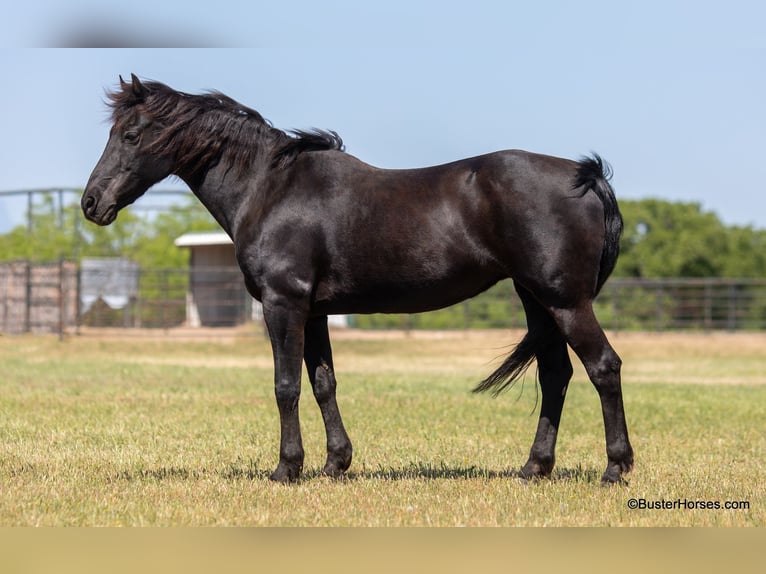 Quarter horse américain Hongre 14 Ans 150 cm Noir in Weatherford TX