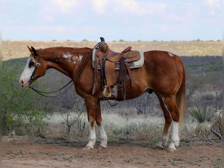 Quarter horse américain Hongre 14 Ans 150 cm Overo-toutes couleurs in Camp Verde AZ