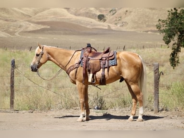 Quarter horse américain Hongre 14 Ans 150 cm Palomino in King City
