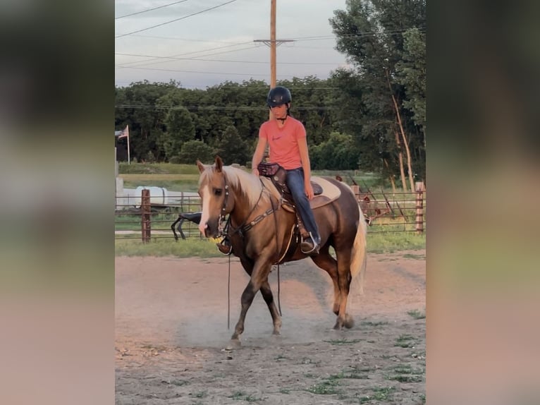 Quarter horse américain Hongre 14 Ans 150 cm Palomino in Lisbon, IA