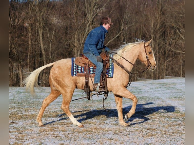 Quarter horse américain Hongre 14 Ans 150 cm Palomino in Somerset KY