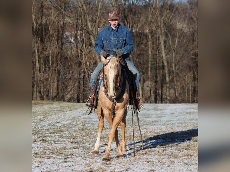 Quarter horse américain Hongre 14 Ans 150 cm Palomino in Somerset KY
