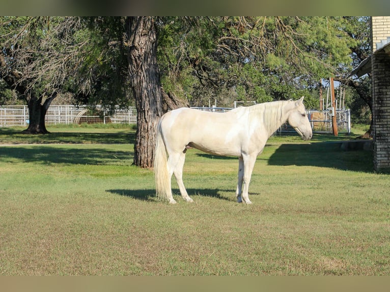 Quarter horse américain Hongre 14 Ans 150 cm Palomino in Stephenville, TX