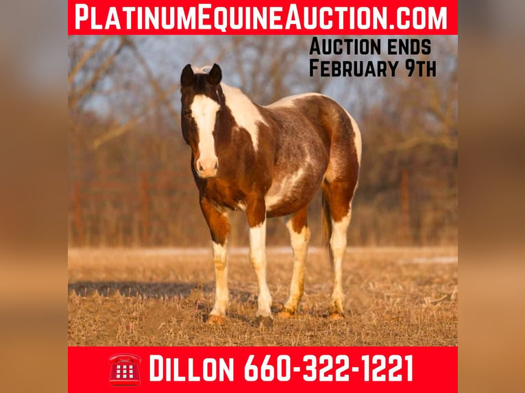 Quarter horse américain Hongre 14 Ans 150 cm Roan-Bay in Carrolton, Mo