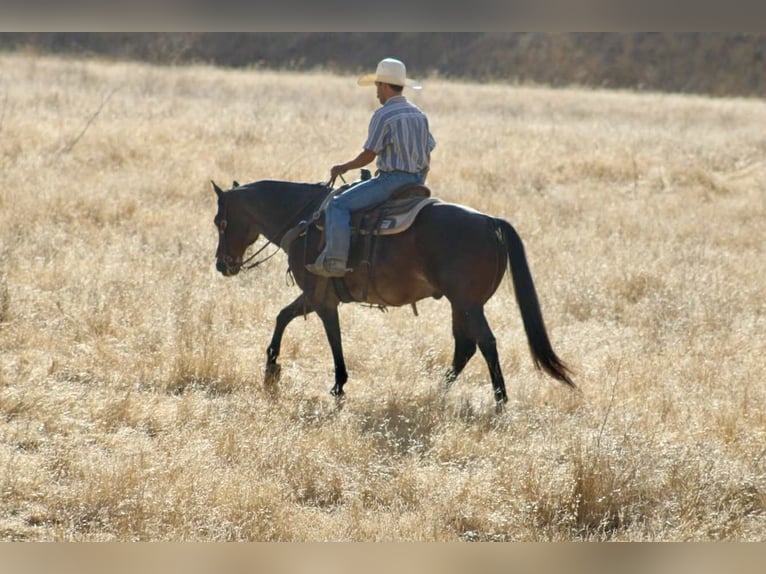 Quarter horse américain Hongre 14 Ans 150 cm Roan-Bay in Paicines CA