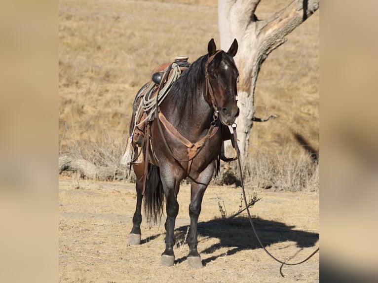 Quarter horse américain Hongre 14 Ans 150 cm Roan-Bay in Paicines CA