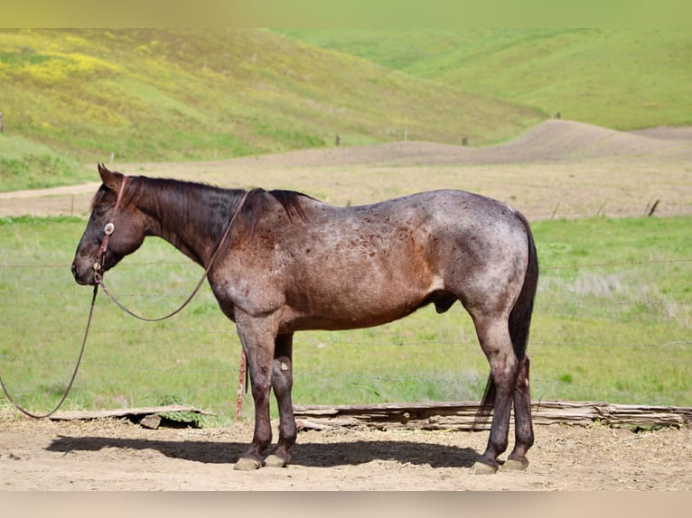Quarter horse américain Hongre 14 Ans 150 cm Rouan Bleu in King City