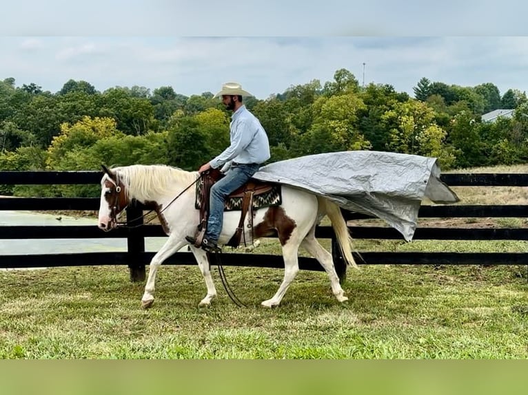 Quarter horse américain Hongre 14 Ans 150 cm Tobiano-toutes couleurs in Brooksville KY