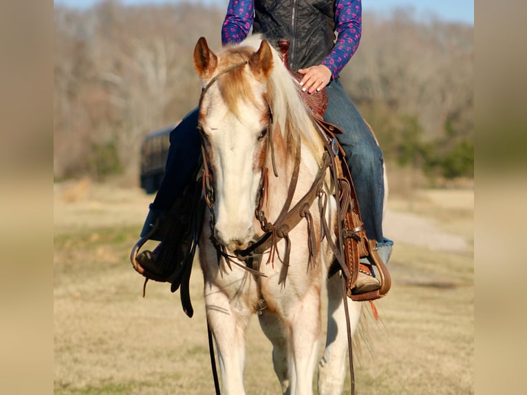 Quarter horse américain Hongre 14 Ans 150 cm Tobiano-toutes couleurs in Canton TX