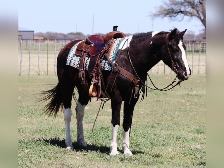 Quarter horse américain Hongre 14 Ans 150 cm Tobiano-toutes couleurs in Lipan TX
