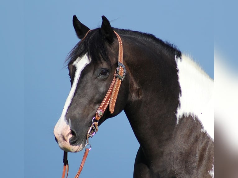 Quarter horse américain Hongre 14 Ans 150 cm Tobiano-toutes couleurs in wHITLEY cITY ky