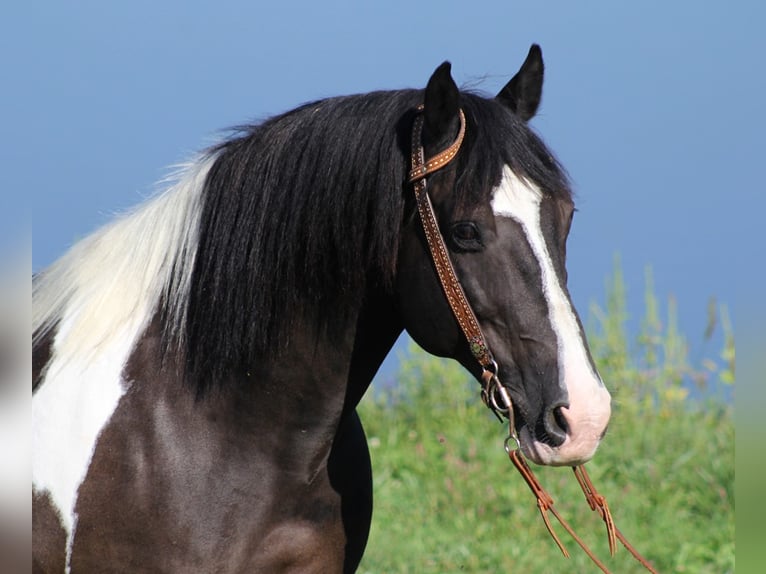 Quarter horse américain Hongre 14 Ans 150 cm Tobiano-toutes couleurs in wHITLEY cITY ky