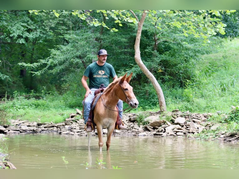Quarter horse américain Hongre 14 Ans 152 cm Alezan brûlé in Brooksville KY