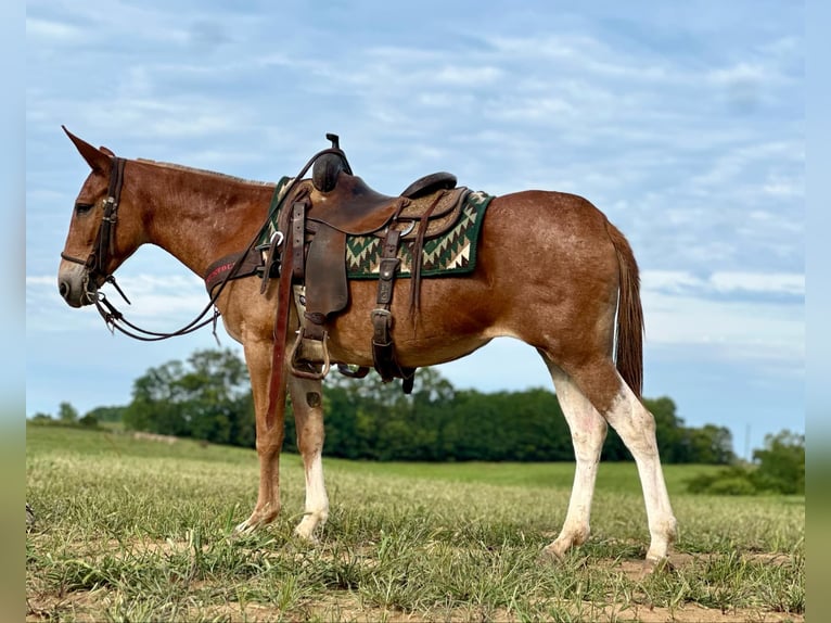 Quarter horse américain Hongre 14 Ans 152 cm Alezan brûlé in Brooksville KY