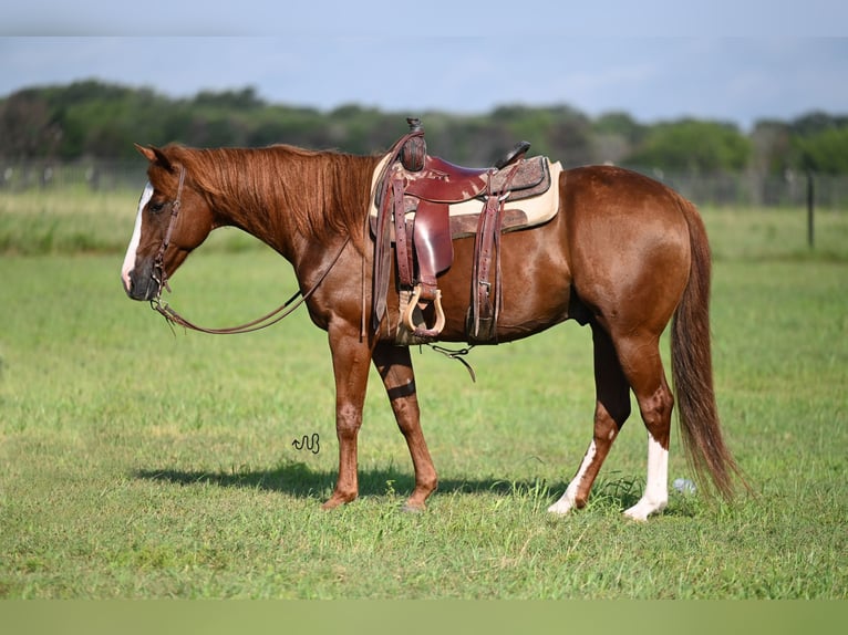 Quarter horse américain Hongre 14 Ans 152 cm Alezan cuivré in Kaufman, TX