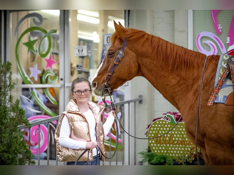 Quarter horse américain Hongre 14 Ans 152 cm Alezan cuivré in Mt Hope Al