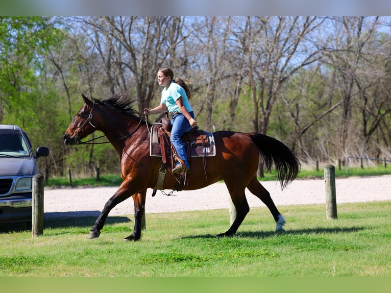 Quarter horse américain Hongre 14 Ans 152 cm Bai cerise in Forney