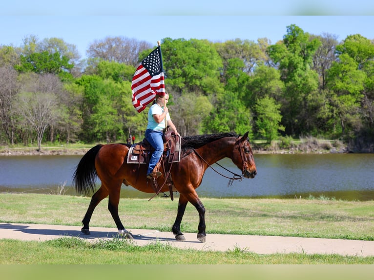 Quarter horse américain Hongre 14 Ans 152 cm Bai cerise in Forney