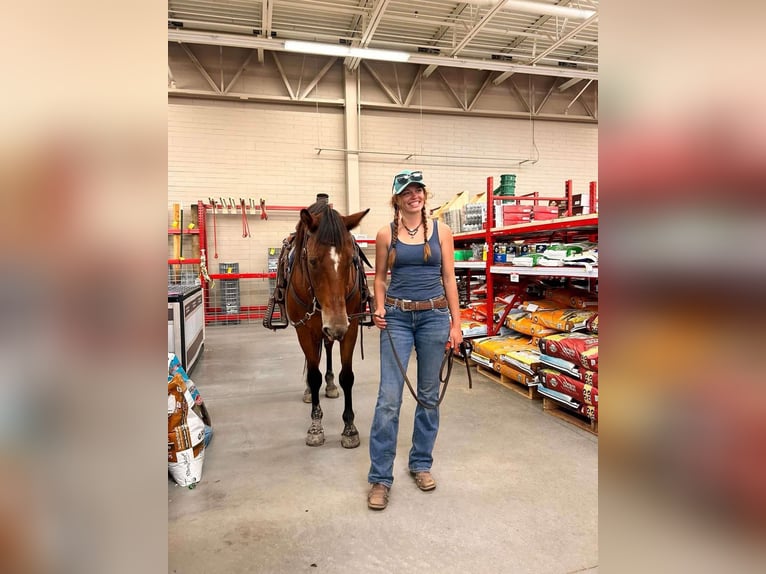 Quarter horse américain Hongre 14 Ans 152 cm Bai cerise in Howell