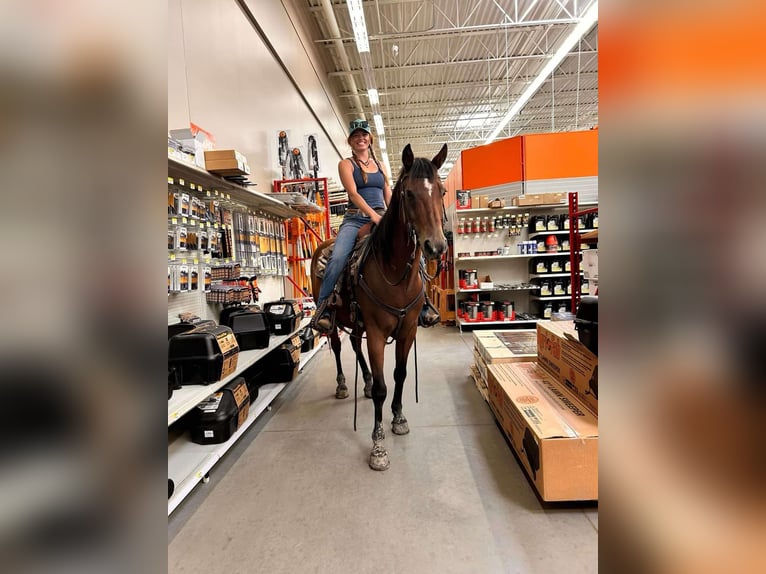 Quarter horse américain Hongre 14 Ans 152 cm Bai cerise in Howell