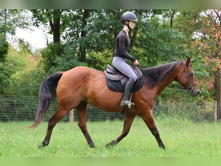 Quarter horse américain Hongre 14 Ans 152 cm Bai cerise in Howell